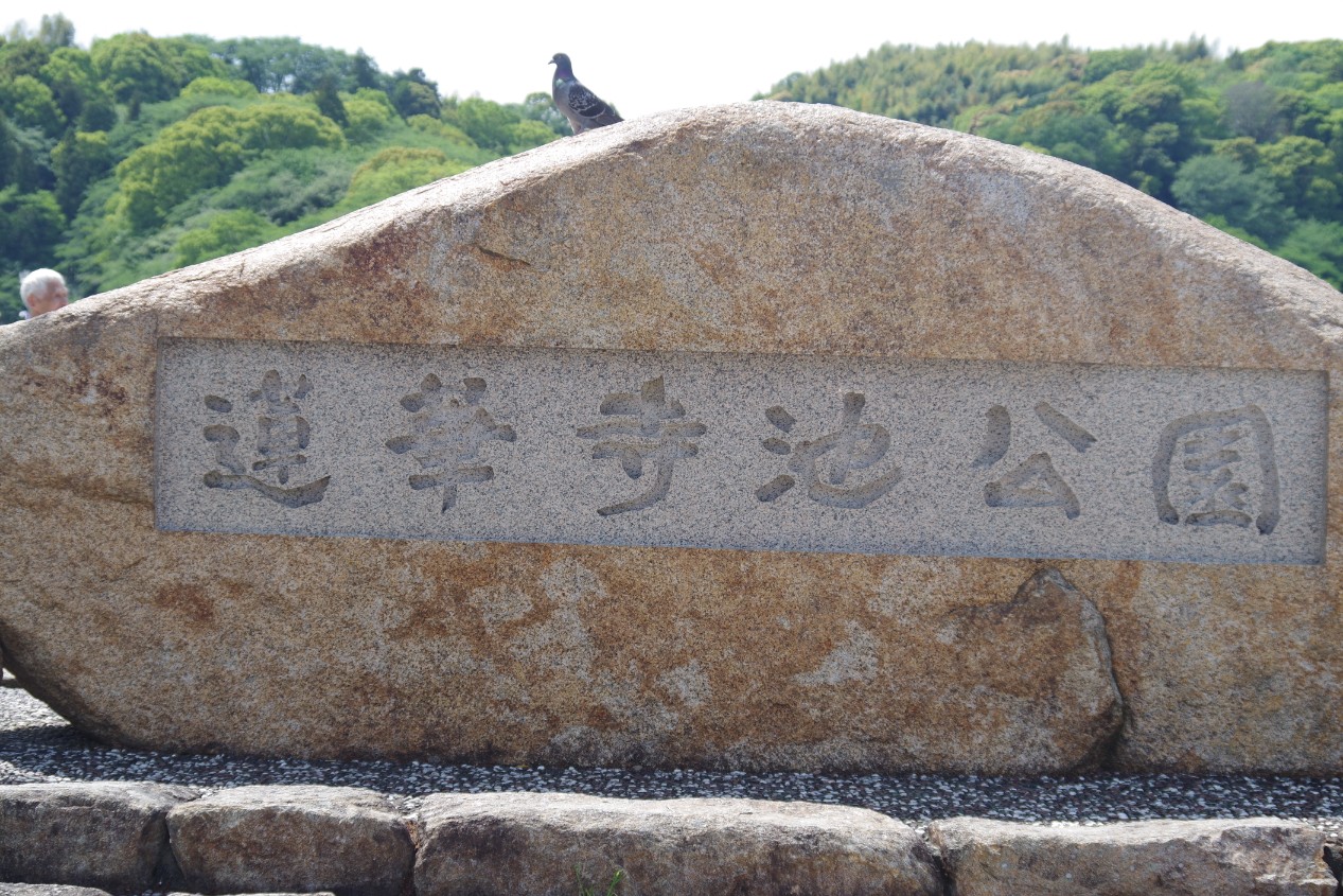 藤枝市 蓮華寺池公園 の 藤まつり に行ってきた 藤は終わっていたけど鯉のぼりや藤アイス クレープで楽しめた やっぱり静岡がすきだら